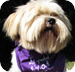 Small cute Lhasa dog and regular home border at canine lodge wirral