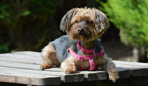Cute Yorkshire terrier dog lying on a bench in the garden while home boarding at canine lodge