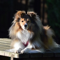Cute Sheltie dog lying on a bench in the garden while home boarding at canine lodge