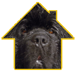 Business logo for canine lodge Wirral, depicting the cute face of a black dog within the yellow outlines of a typical home