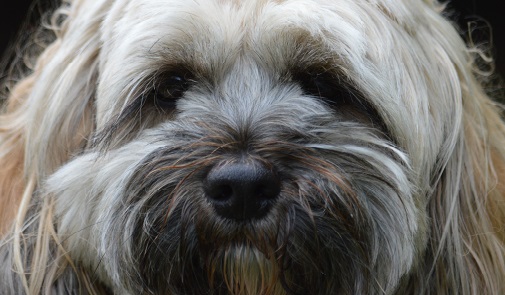 Close up of a cute Shih Tzu dog with bright eyes and a black nose