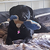 Cute labrador puppy at home on a large bed, gently holding soft toy in mouth